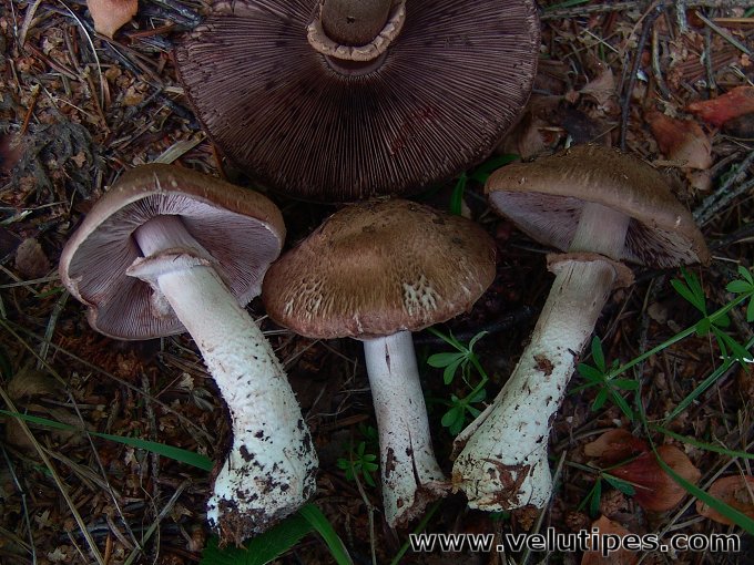 Agaricus sylvaticus