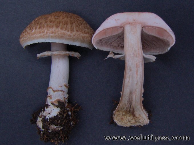 Agaricus sylvaticus