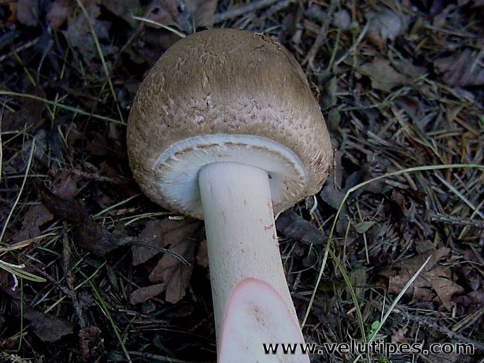 Agaricus sylvaticus