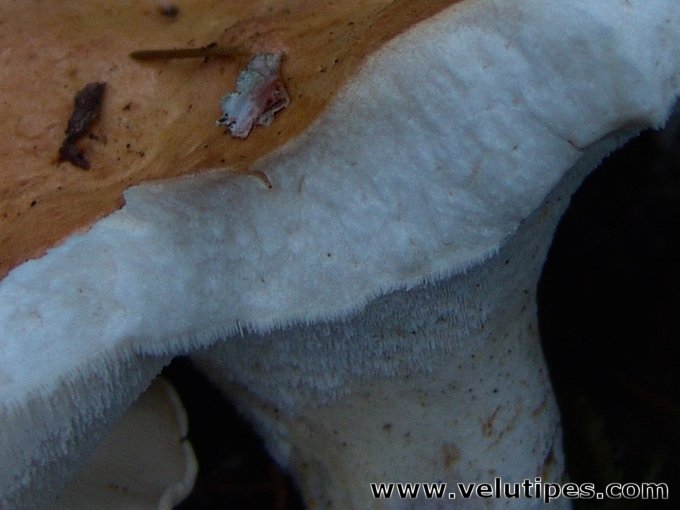 Albatrellus confluens