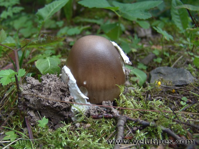 Amanita magnivolvata?
