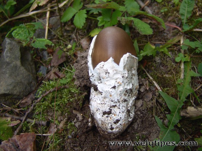 Amanita magnivolvata?