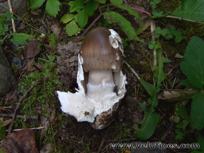 Amanita magnivolvata?