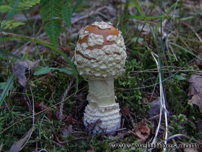 Amanita muscaria var. regalis, ruskokärpässieni Natural Fungi in Finland