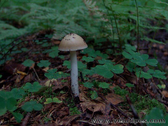 Amanita olivaceogrisea