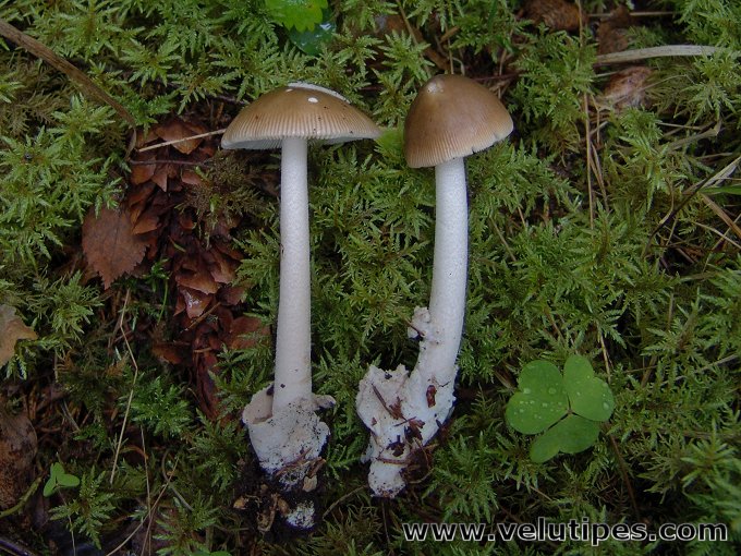 Amanita olivaceogrisea