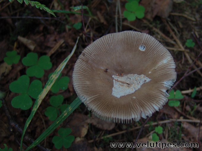Amanita olivaceogrisea