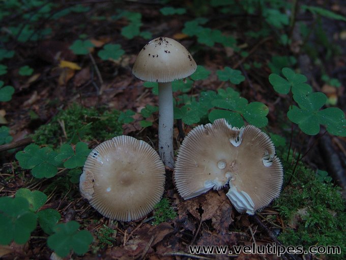 Amanita olivaceogrisea