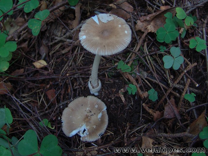 Amanita olivaceogrisea