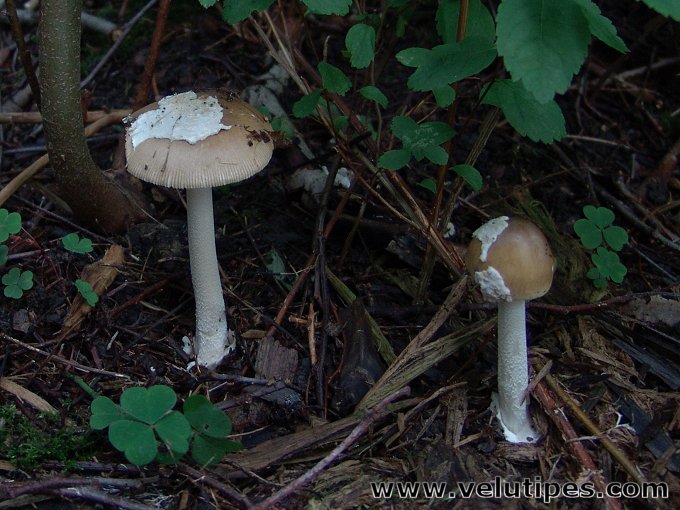 Amanita olivaceogrisea