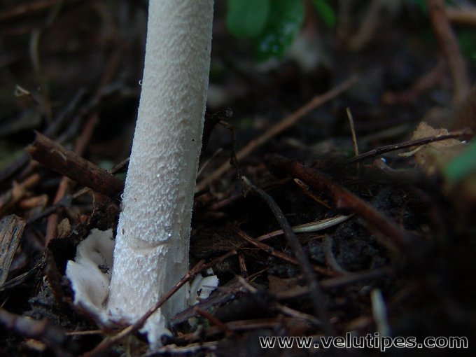 Amanita olivaceogrisea