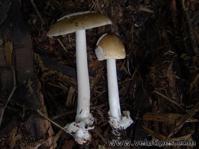 Amanita olivaceogrisea