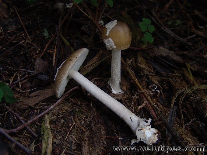 Amanita olivaceogrisea
