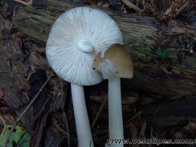 Amanita olivaceogrisea