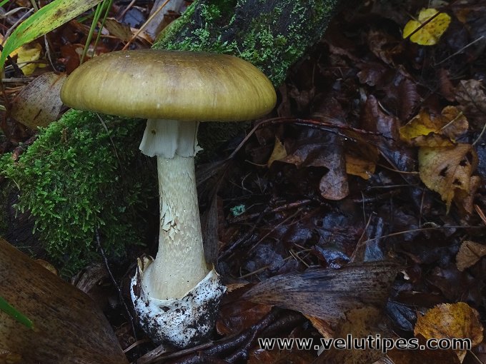 Amanita phalloides