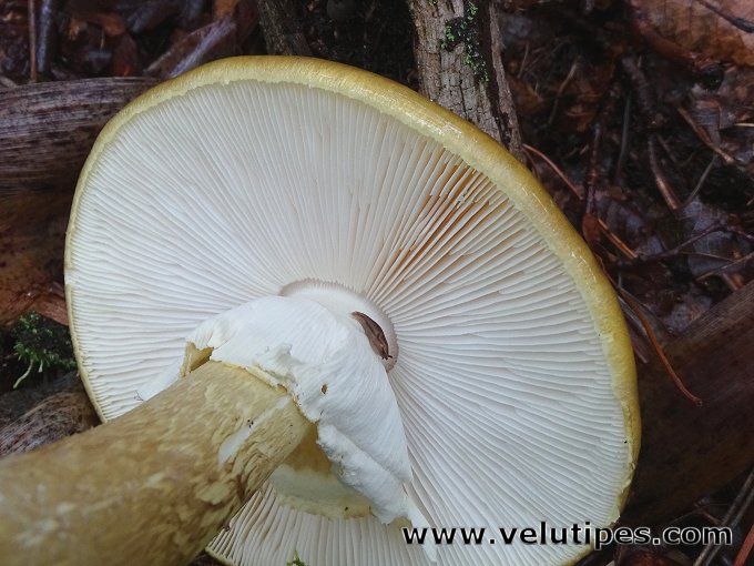 Amanita phalloides