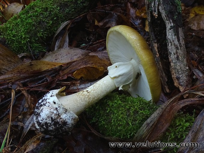 Amanita phalloides