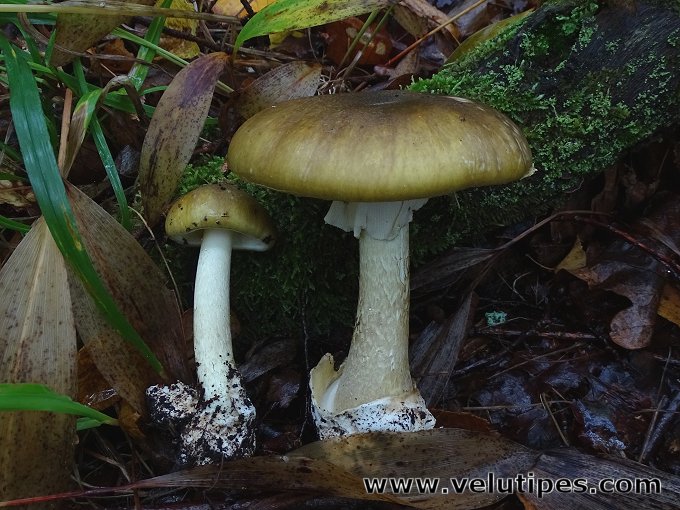 Amanita phalloides
