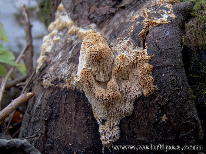 Antrodia albida