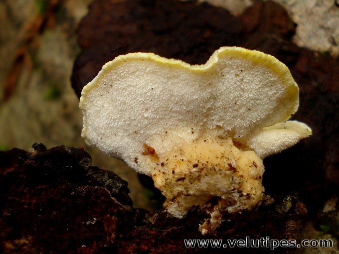 Antrodiella serpula