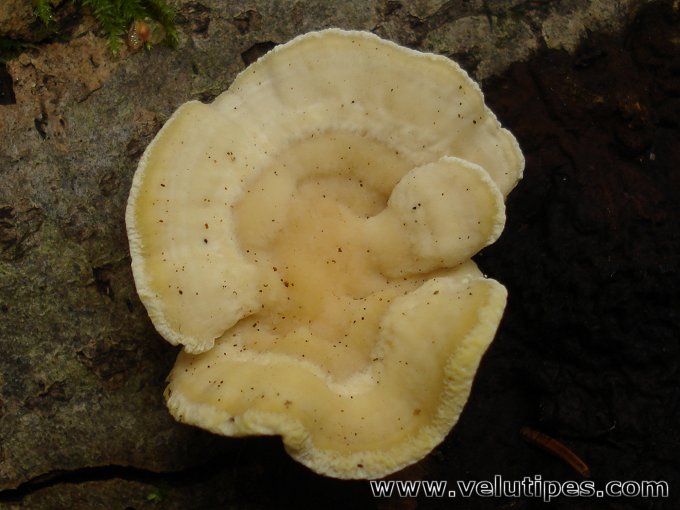 Antrodiella serpula