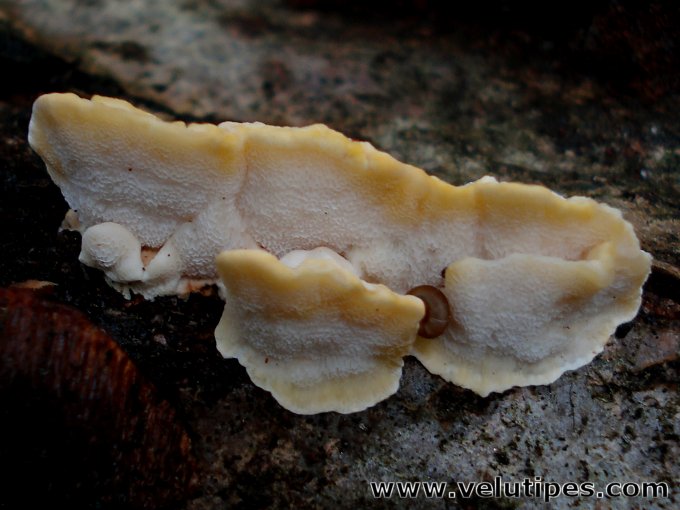 Antrodiella serpula