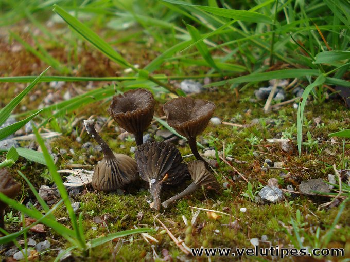 Arrhenia rustica
