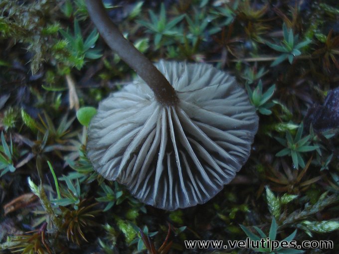Arrhenia rustica