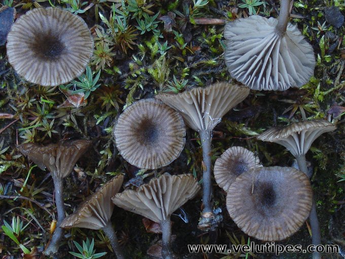 Arrhenia rustica
