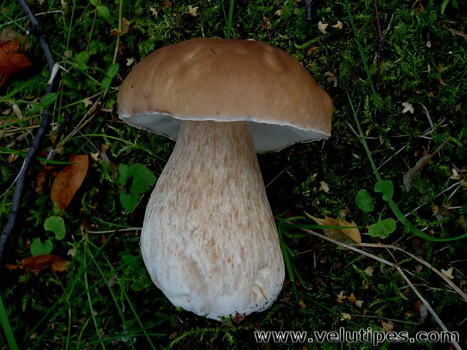 Boletus edulis