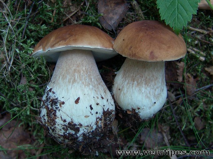Boletus edulis