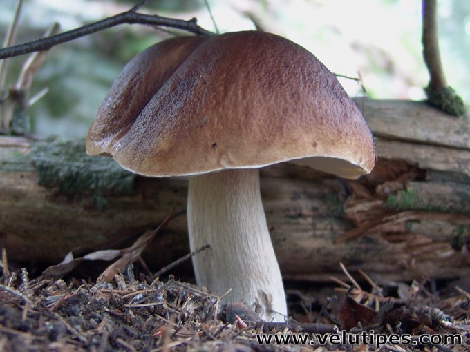 Boletus edulis