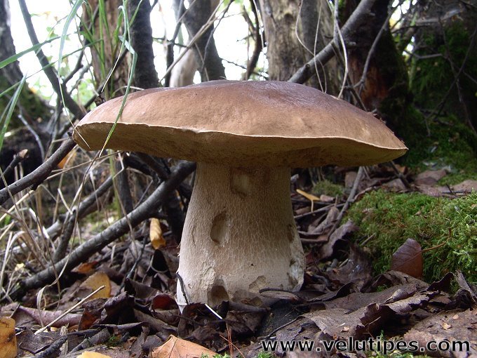 Boletus edulis