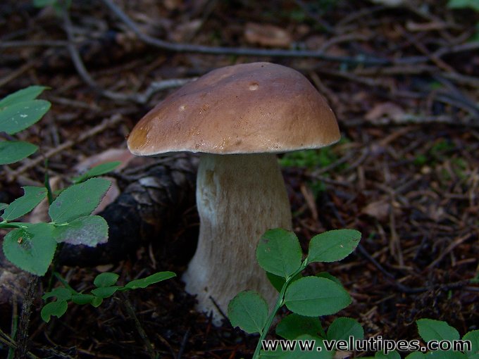 Boletus edulis