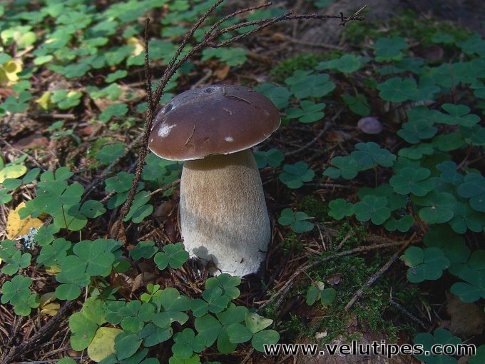 Boletus edulis
