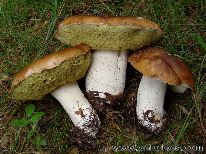Boletus edulis
