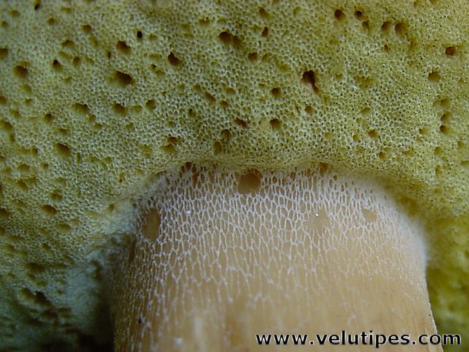Boletus edulis