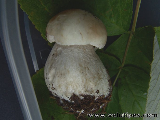 Boletus edulis