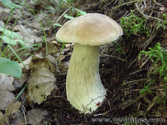 Boletus edulis