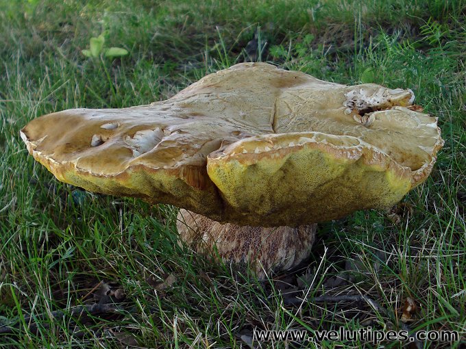 Boletus reticulatus