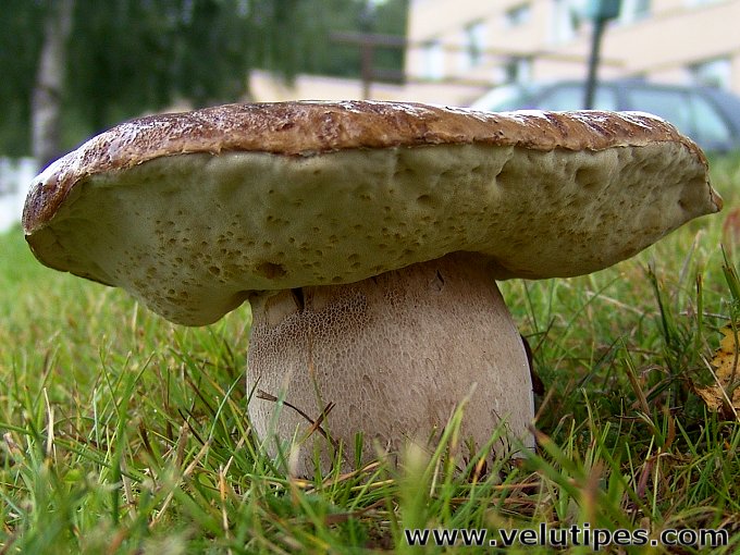 Boletus reticulatus