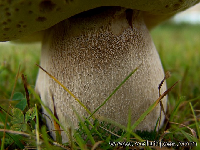 Boletus reticulatus