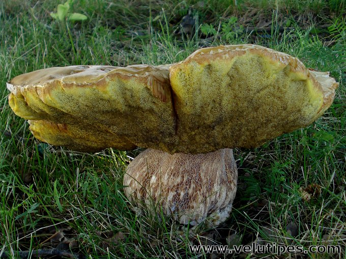 Boletus reticulatus