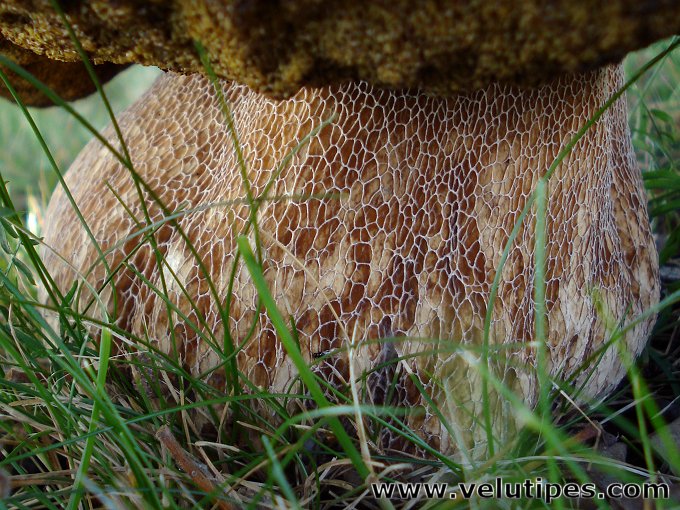 Boletus reticulatus