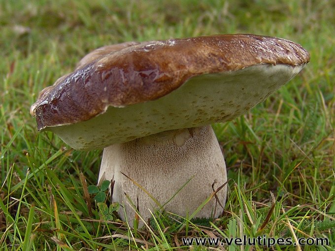 Boletus reticulatus