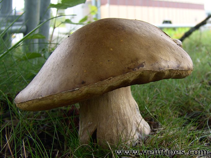 Boletus reticulatus