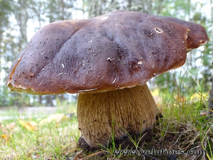 Boletus aff. reticulatus