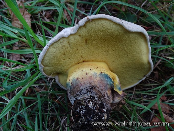 Caloboletus radicans