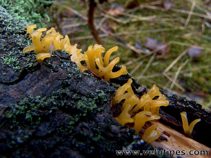 Calocera furcata