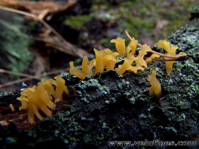 Calocera furcata